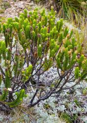 Veronica masoniae. Habit. Peel Range, North-west Nelson.
 Image: M.J. Bayly © Te Papa CC-BY-NC 3.0 NZ